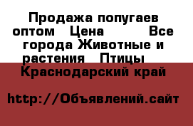 Продажа попугаев оптом › Цена ­ 500 - Все города Животные и растения » Птицы   . Краснодарский край